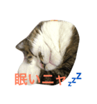 ごまの日常会話（個別スタンプ：11）