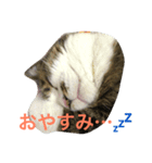 ごまの日常会話（個別スタンプ：12）