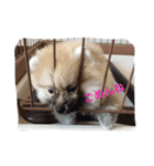 ポメチワ★ぽんすけ（個別スタンプ：3）