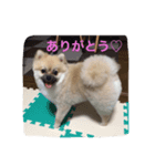 ポメチワ★ぽんすけ（個別スタンプ：6）