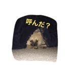 ポメチワ★ぽんすけ（個別スタンプ：7）