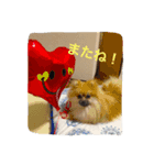 ポメチワ★ぽんすけ（個別スタンプ：8）