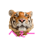 虎ンプ（個別スタンプ：1）
