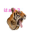 虎ンプ（個別スタンプ：2）