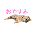 虎ンプ（個別スタンプ：5）