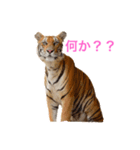 虎ンプ（個別スタンプ：7）