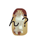 うさぎのもっち☆彡（個別スタンプ：1）