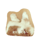 うさぎのもっち☆彡（個別スタンプ：3）