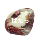 うさぎのもっち☆彡（個別スタンプ：4）