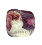 うさぎのもっち☆彡（個別スタンプ：8）