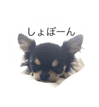 黒チワワ（個別スタンプ：1）