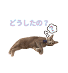 猫のみーちゃんスタンプ（個別スタンプ：4）
