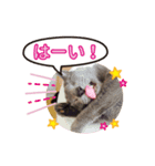 猫のみーちゃんスタンプ（個別スタンプ：7）