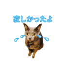 猫のみーちゃんスタンプ（個別スタンプ：8）