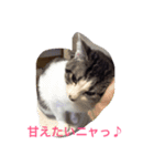 ぼくんちのニャンコ（個別スタンプ：1）