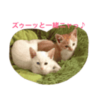 ぼくんちのニャンコ（個別スタンプ：6）