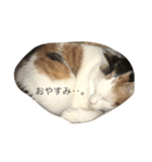 愛しのたまこちゃん（個別スタンプ：16）