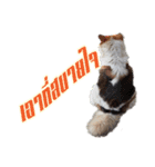 Bangkaew Thai（個別スタンプ：11）