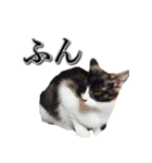 うちのなかよし猫たん（個別スタンプ：1）
