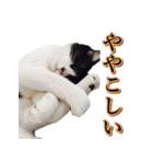 うちのなかよし猫たん（個別スタンプ：4）