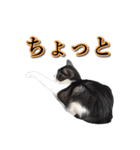 うちのなかよし猫たん（個別スタンプ：5）