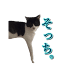 うちのなかよし猫たん（個別スタンプ：11）