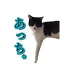 うちのなかよし猫たん（個別スタンプ：12）