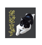 うちのなかよし猫たん（個別スタンプ：19）