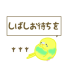 敬語で使いやすい！インコのひぃちゃん（個別スタンプ：24）