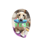 犬 ミニチュアダックス（個別スタンプ：1）