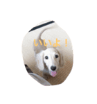 犬 ミニチュアダックス（個別スタンプ：2）