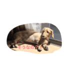 犬 ミニチュアダックス（個別スタンプ：3）