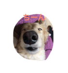 犬 ミニチュアダックス（個別スタンプ：4）