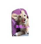 犬 ミニチュアダックス（個別スタンプ：5）
