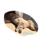 犬 ミニチュアダックス（個別スタンプ：7）