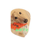 犬 ミニチュアダックス（個別スタンプ：8）