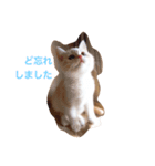 fuwa neco（個別スタンプ：2）