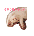 fuwa neco（個別スタンプ：3）