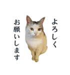 愛猫のスタンプなつちゃん（個別スタンプ：1）