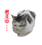 愛猫のスタンプなつちゃん（個別スタンプ：2）