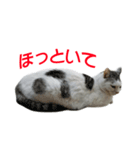 愛猫のスタンプなつちゃん（個別スタンプ：3）