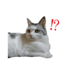 愛猫のスタンプなつちゃん（個別スタンプ：4）