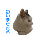 愛猫のスタンプなつちゃん（個別スタンプ：5）