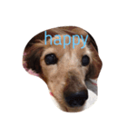 みさき家のHAPPY DOG（個別スタンプ：1）