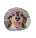 みさき家のHAPPY DOG（個別スタンプ：2）