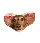 みさき家のHAPPY DOG（個別スタンプ：4）