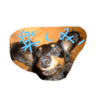 みさき家のHAPPY DOG（個別スタンプ：7）