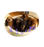 みさき家のHAPPY DOG（個別スタンプ：8）