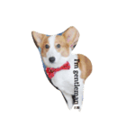 保護犬出身のコルク。（個別スタンプ：2）