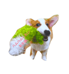 保護犬出身のコルク。（個別スタンプ：4）